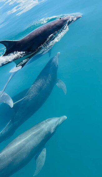Picture 7 for Activity Uvita: Dolphin Watching Boat Trip with Drinks and Snacks