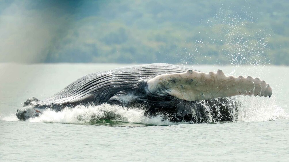 Picture 5 for Activity Uvita: Whale Watching Boat Trip with Drinks and Snacks