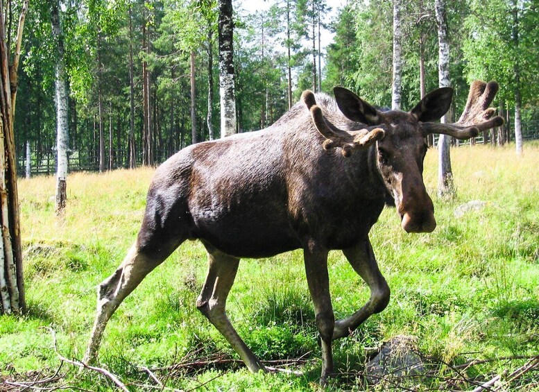 Picture 3 for Activity From Rovaniemi: Return Transfer to Ranua Zoo by Private Van