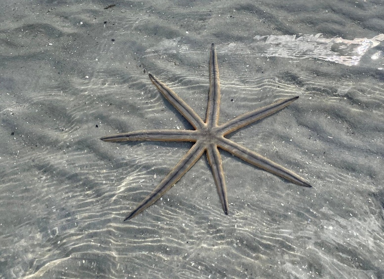 Picture 13 for Activity Fort Pierce: 6-hr Mangroves, Coastal Rivers & Wildlife in FL