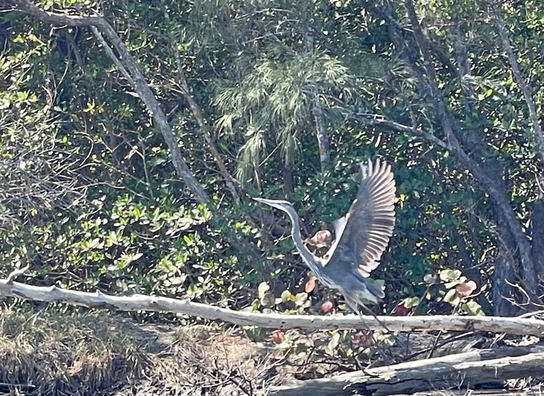 Picture 10 for Activity Fort Pierce: 6-hr Mangroves, Coastal Rivers & Wildlife in FL