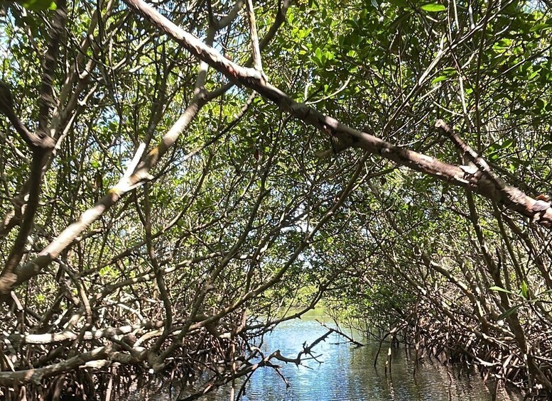 Picture 2 for Activity Fort Pierce: 6-hr Mangroves, Coastal Rivers & Wildlife in FL