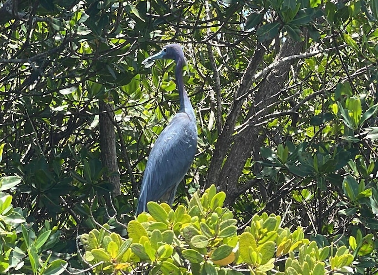 Picture 9 for Activity Fort Pierce: 6-hr Mangroves, Coastal Rivers & Wildlife in FL