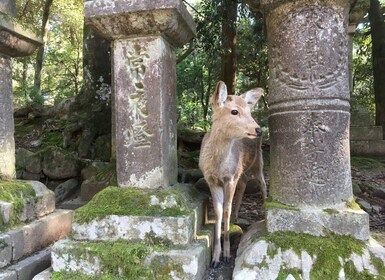 Nara: Half-Day Private Guided Tour