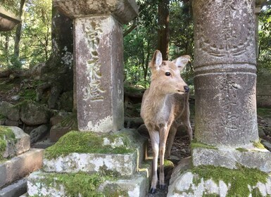 Nara: Half-Day Private Guided Tour