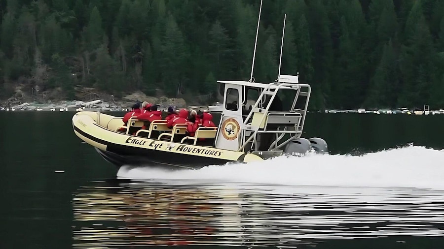 Campbell River: 4 Hour Whale & Wildlife Zodiac Boat Tour