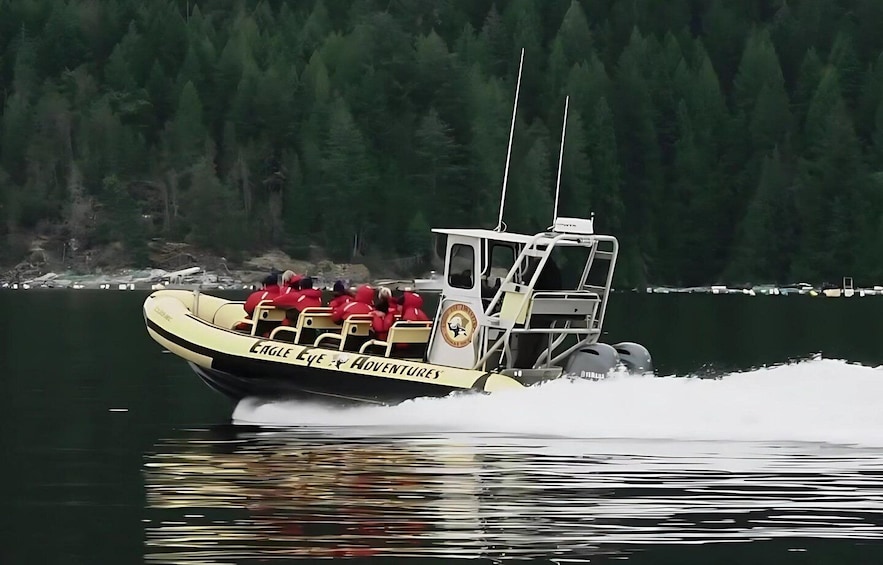 Campbell River: 4 Hour Whale & Wildlife Zodiac Boat Tour