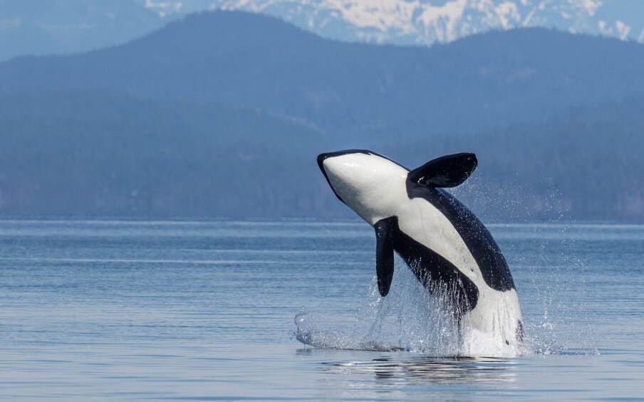 Picture 3 for Activity Campbell River: 4 Hour Whale & Wildlife Zodiac Boat Tour