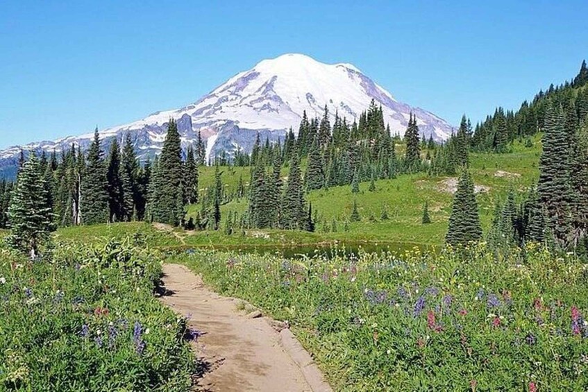 Picture 3 for Activity From Seattle: Full-Day Mt Rainier National Park Tour