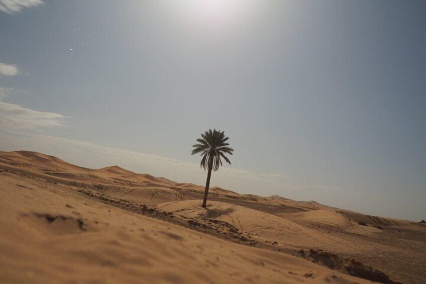 PALMTREE INSIDE DUNES