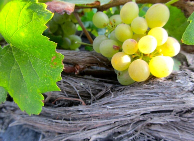 Santorini Private Wine Tour for wine enthusiasts