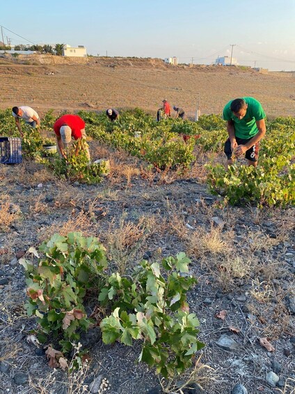 Picture 2 for Activity Santorini Private Wine Tour for wine enthusiasts