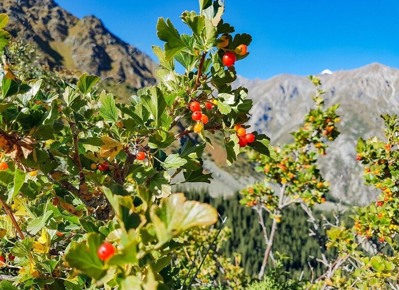 Picture 3 for Activity Национальный парк "Ала-Арча", водопад Ак-Сай и панорама