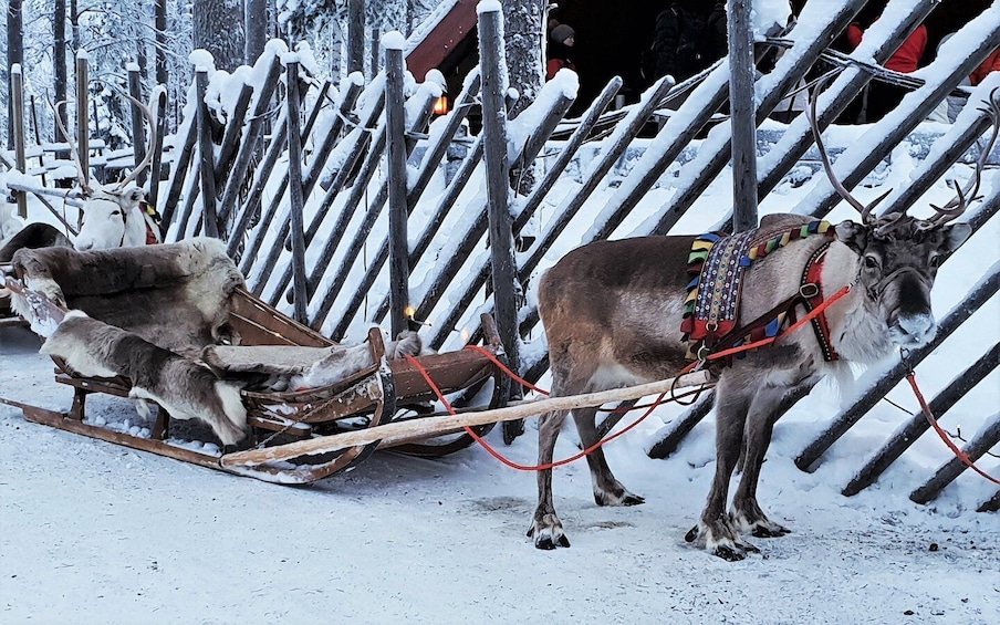 Picture 3 for Activity Rovaniemi: Authentic Reindeer Farm Visit and Sleigh Ride