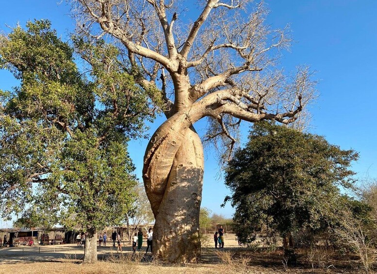 Picture 2 for Activity From Antananarivo: 8 days Menabe tour to Morondava & Tsingy