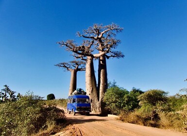 From Tana: Morondava, Tsingy, & Baobabs Avenue 8-Day Tour