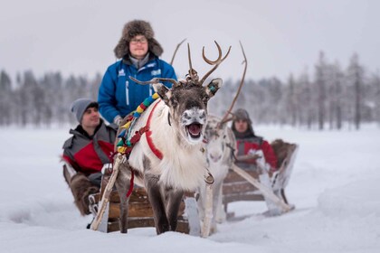 Rovaniemi: 2km Reindeer Sled Ride Through the Forest