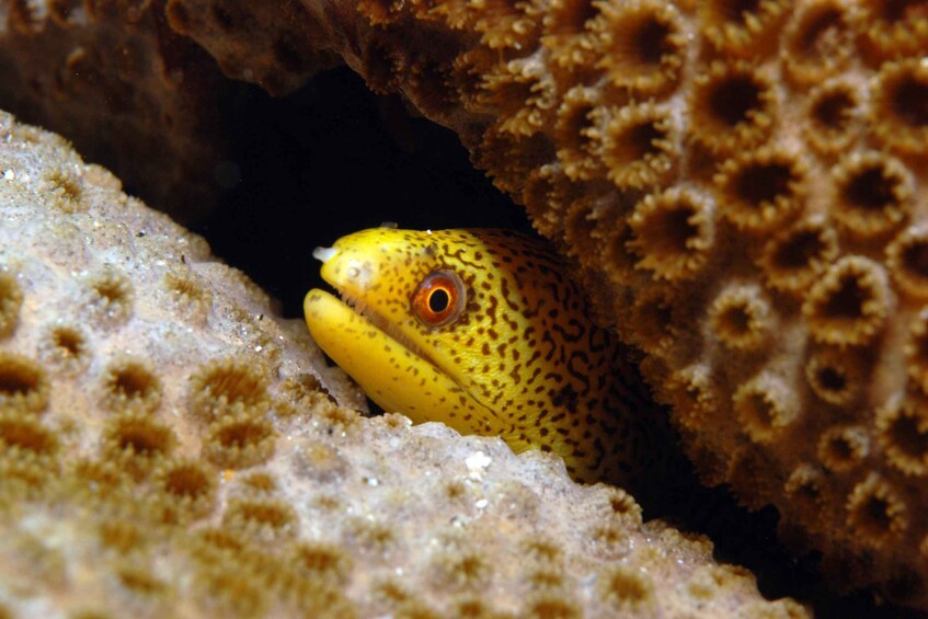 Picture 4 for Activity Santa Maria: Half-Day Diving Trip in Sal with Pickup