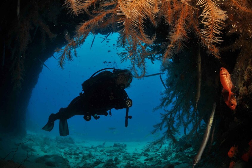 Picture 2 for Activity Santa Maria: Half-Day Diving Trip in Sal with Pickup