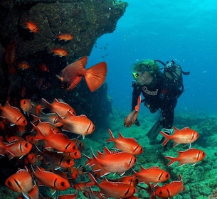 Santa Maria: Half-Day Diving Trip in Sal with Pickup