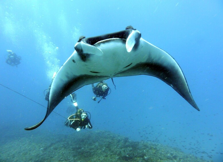 Picture 1 for Activity Santa Maria: Half-Day Diving Trip in Sal with Pickup
