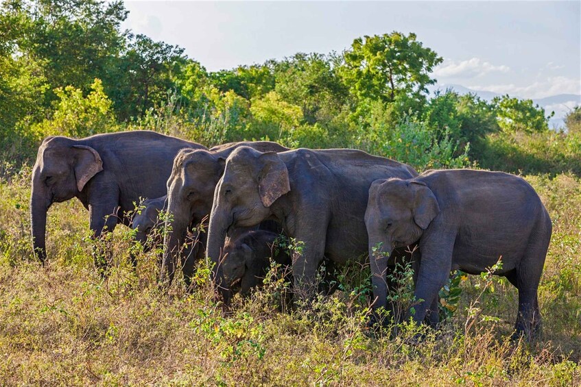 Picture 7 for Activity From Udawalawe :-National Park Thrilling Half-Day Safari