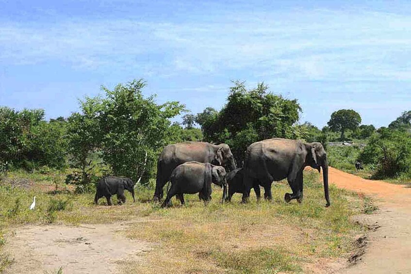 Picture 4 for Activity From Udawalawe :-National Park Thrilling Half-Day Safari