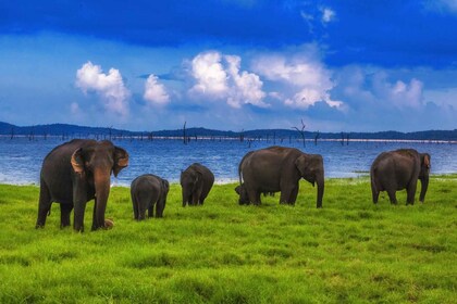 Vanuit Udawalawe :-Nationaal Park spannende halve dag safari