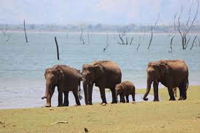 Picture 10 for Activity From Udawalawe :-National Park Thrilling Half-Day Safari