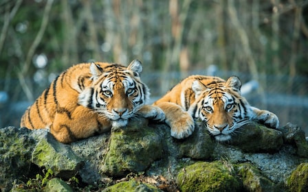 Da Delhi: 5 giorni di Triangolo d'Oro e safari con le tigri di Ranthambore