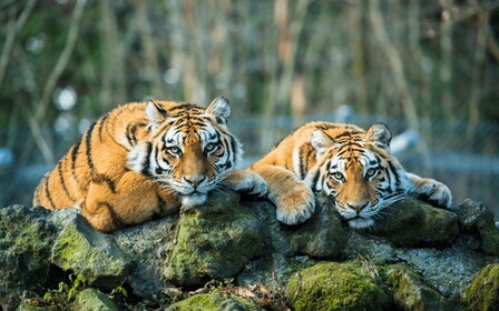 Ab Delhi: 5-tägige Goldenes Dreieck & Ranthambore Tiger Safari