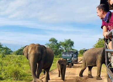 Von Kandy aus: Sigiriya/Dambulla und Minneriya Park Safari