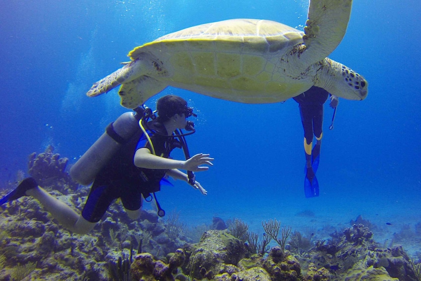 Deep Dive Discovery - Scuba Diving in Paracas
