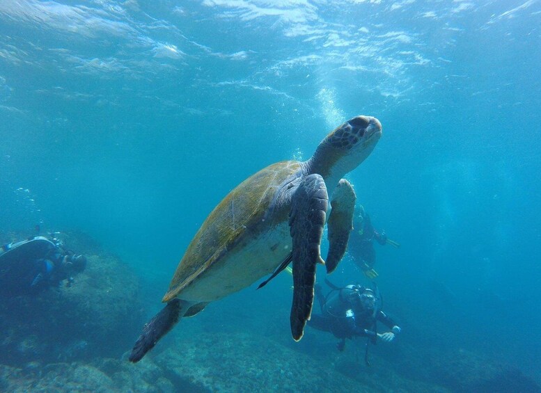 Picture 4 for Activity Deep Dive Discovery - Scuba Diving in Paracas