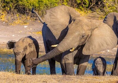 6 jours de safari en camping en Tanzanie