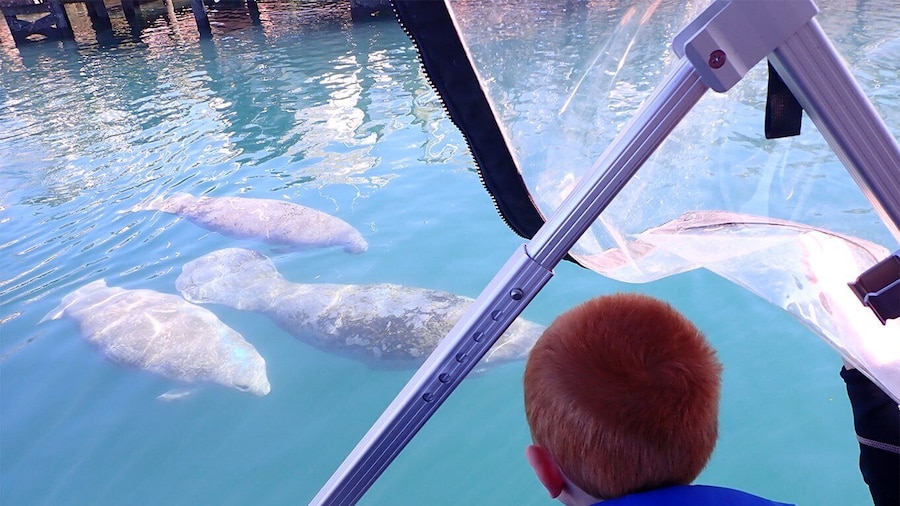 River Cruise with Manatee Viewing