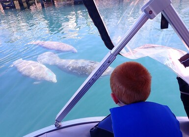 River Cruise with Manatee Viewing