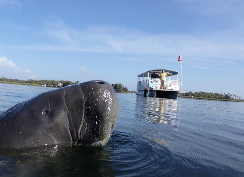 Picture 8 for Activity River Cruise with Manatee Viewing