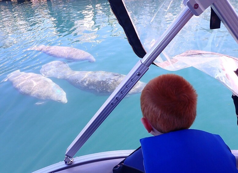 River Cruise with Manatee Viewing