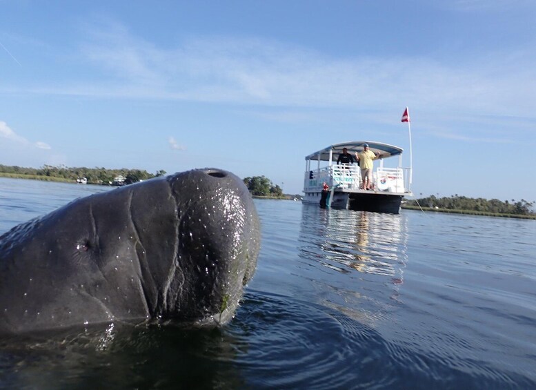 Picture 8 for Activity River Cruise with Manatee Viewing