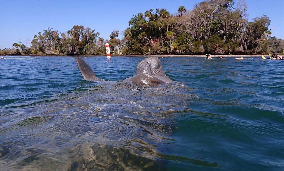 Picture 2 for Activity River Cruise with Manatee Viewing