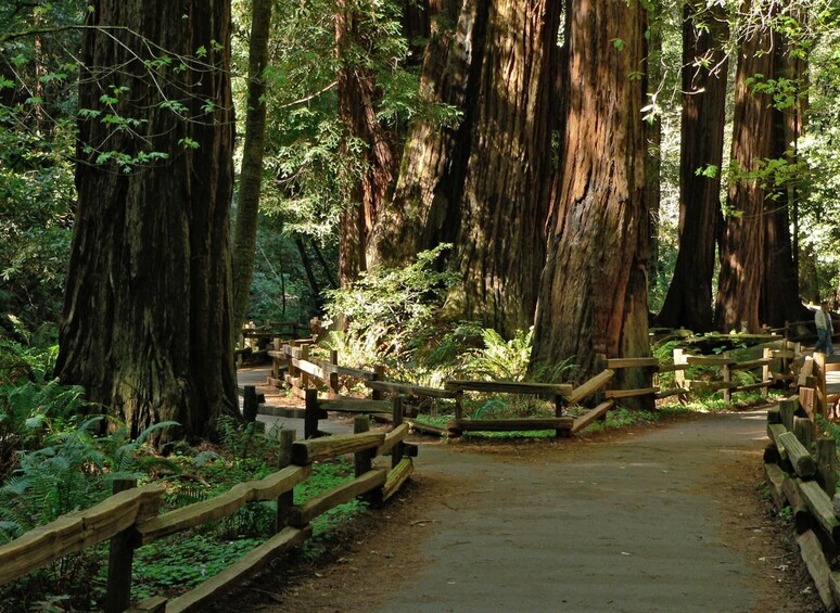 Alcatraz Inside with Muir Woods Express Deluxe Van