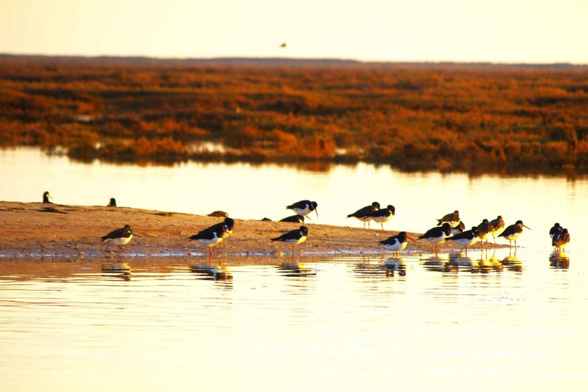 Picture 9 for Activity Faro: Pudim Real Boat Tour's 6h boat tour to Ria Formosa