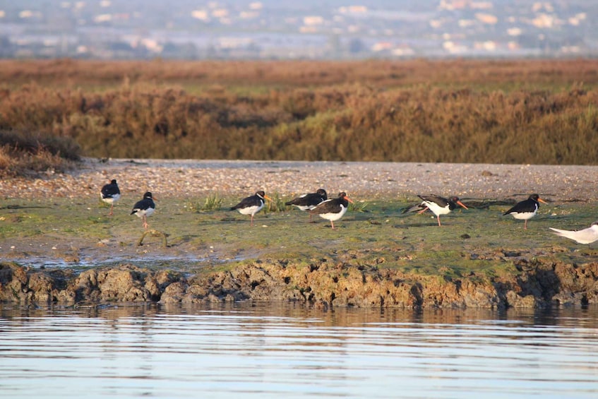 Picture 7 for Activity Faro: Pudim Real Boat Tours 6h guided boat tour Ria Formosa