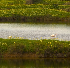 Faro: Pudim Real Boat Tour's 6h boat tour to Ria Formosa