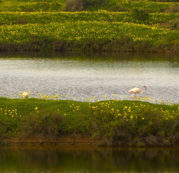 Faro: Pudim Real Boat Tour's 6h boat tour to Ria Formosa