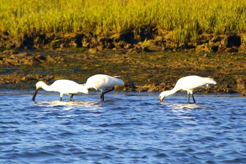 Picture 4 for Activity Faro: Pudim Real Boat Tour's 6h boat tour to Ria Formosa