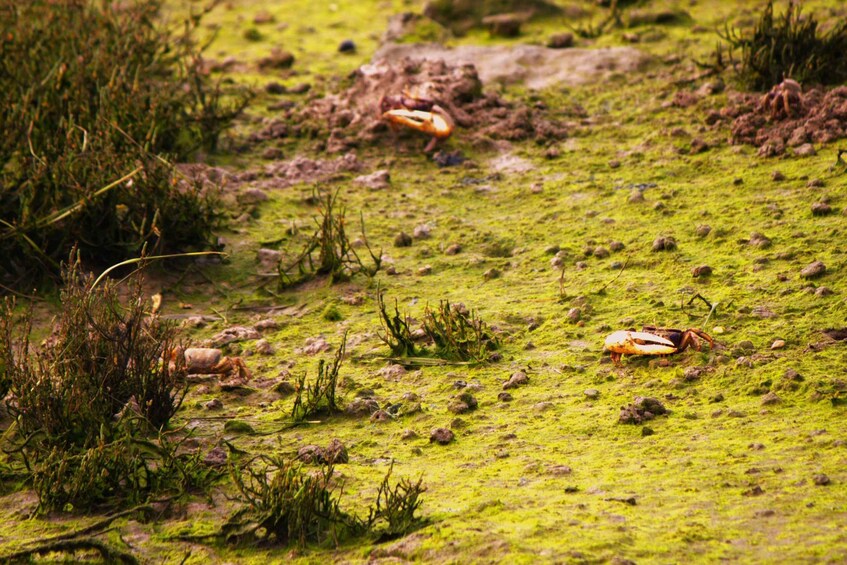 Picture 23 for Activity Faro: Pudim Real Boat Tour's 6h boat tour to Ria Formosa