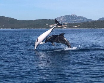 Golfo Aranci: Dolphin Watching and Snorkeling Boat Tour