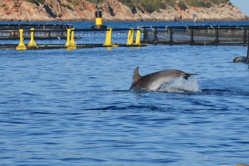 Picture 5 for Activity Golfo Aranci: Dolphin Watching and Snorkeling Boat Tour